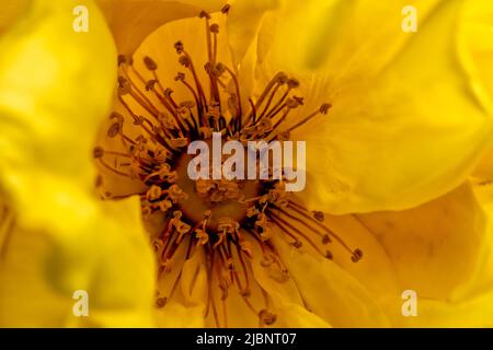 Un dettaglio macro delle stimmi di una rosa gialla Foto Stock
