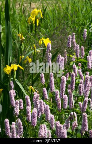 Persicaria fioritura Bistorta officinalis "superba" rosa pallido, fiori nell'Iris giallo giardino Foto Stock