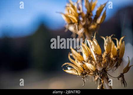 La Gentiana lutea, la grande genziana gialla, è una specie di genziana originaria delle montagne dell'Europa centrale e meridionale. Foto Stock