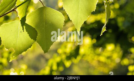 Betulla bianca europea (Betula pendula) lascia alla luce del sole della sera Foto Stock