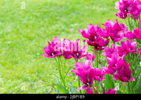 Tulipani magenta colorati in piena fioritura in giardino. Foto Stock