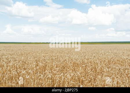 Fuoco selettivo morbido di un campo di orecchie d'oro di grano sotto un cielo blu con nuvole bianche. Il grano è l'agricoltura dell'indipendenza Ucraina. Foto Stock