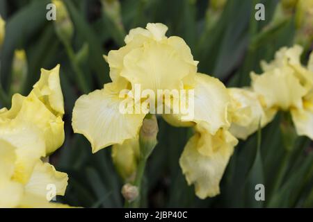 Iride con bearded intermedia "maui Moonlight". Foto Stock