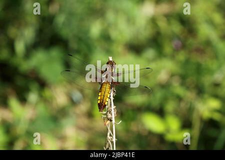 Una libellula a chaser di corpo largo femmina che sorvola su un singolo stelo. Foto Stock