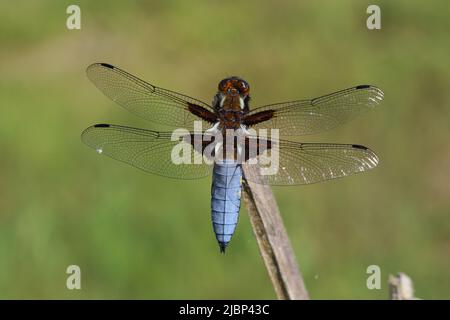 Un primo piano di un maschio, largo-corposo chaser libellula appollaiata. Foto Stock