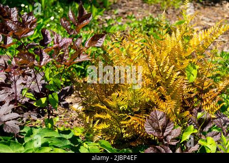 Dryopteris eritrosora, Japanese Shield Fern, Rusty, foglie, Giardino, Pianta Foto Stock