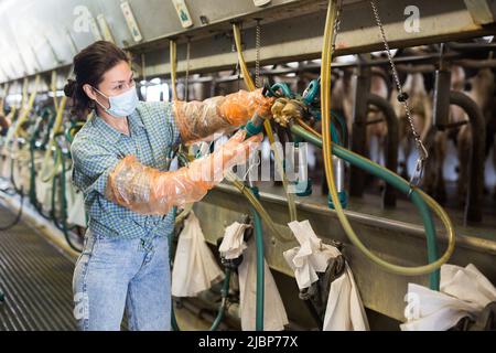 Donna in maschera che lavora alla linea di mungitura Foto Stock