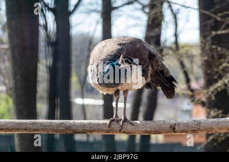 Pawl blu, pawl indiano (Pavo cristate) femmina con piume colorate del collo che si siedono con grazia sul ramo dell'albero con sfondo sfocato Foto Stock