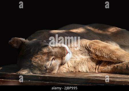 Cougar (Puma concolor) grande animale gatto selvatico forte che dorme pacificamente, soleggiato da vicino con sfondo nero Foto Stock