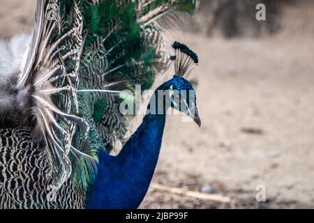 Pavone maschio blu con lunghe piume di cresta tipo ventaglio con vasi colorati da vista aggraziato su sfondo sfocato Foto Stock