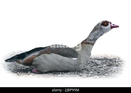 L'oca egiziana (Alopochen aegyptiaca), membro della famiglia Anatidae dell'anatra, dell'oca e del cigno, sacra dagli antichi Egiziani. Uccello seduto isolato su Foto Stock