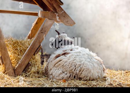 Bianco soffice pecora resto in fieno vicino alimentatore su fattoria. Animale domestico che stabilisce Foto Stock