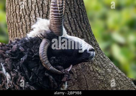 Montone di pecora bianco e nero con corna grandi ritratto vicino ad un albero con sfondo verde sfocato. Animale domestico di fattoria Foto Stock