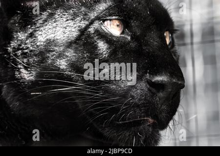 Pantera nera con pelo lucido e occhi gialli ritratto da vicino su sfondo sfocato. Testa di gatto selvatico, variante di colore melanista di leopardo (Panther Foto Stock