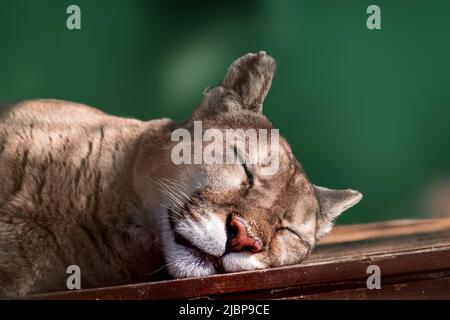 Cougar (Puma concolor) grande gatto selvatico animale sonno tranquillo, soleggiato primo piano con sfondo verde Foto Stock