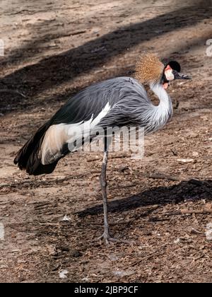 Gru grigia a stendita (balearica regulorum) in piedi su una gamba con fondo sabbioso marrone. Uccello noto anche come gru coronata africana, cre d'oro Foto Stock