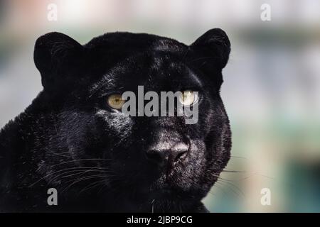 Pantera nera con pelo lucido e occhi gialli ritratto da vicino su sfondo sfocato chiaro. Testa di gatto selvatico con variante di colore melanistico del leopardo Foto Stock