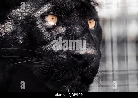 Pantera nera con pelo lucido e occhi arancioni ritratto da vicino su sfondo sfocato. Testa di gatto selvatico con variante di colore melanistico di leopardo (Pan Foto Stock