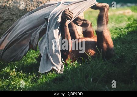 Orangutan bambino che gioca con stoffa su erba verde in zoo. Scimmie animali, il più grande mammifero arboreo con pelliccia rossa Foto Stock