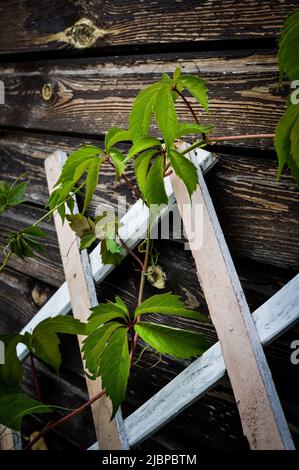 l'uva verde selvaggia lascia su un reticolo di legno di casa di campagna Foto Stock