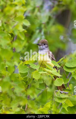 Grande flycatcher crestato nel Wisconsin settentrionale. Foto Stock