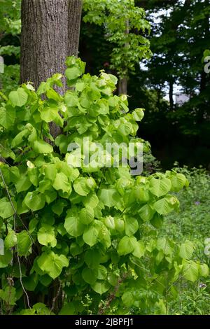 Albero di tiglio americano (Tilia americana) noto anche come “fagotto. Albero deciduo con foglie a forma di cuore e fragranti fiori giallognoli, Foto Stock