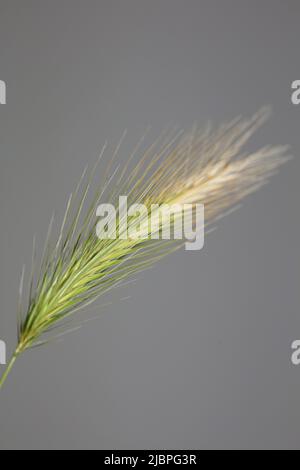 Fiore primo piano hordeum vulgare famiglia poaceae sfondo botanico moderno di alta qualità grande formato stampa casa decorazione Foto Stock