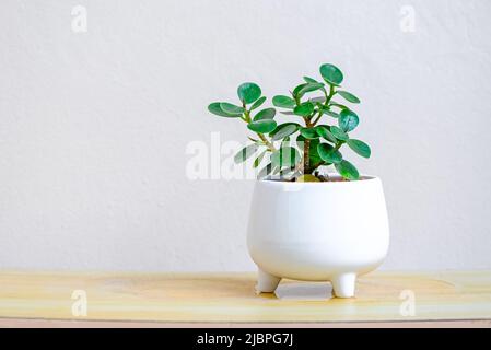 Piccoli alberi in pentole bianche per decorazione in giardino di casa , pianta minima Ficus annata vaso bianco sul tavolo Foto Stock