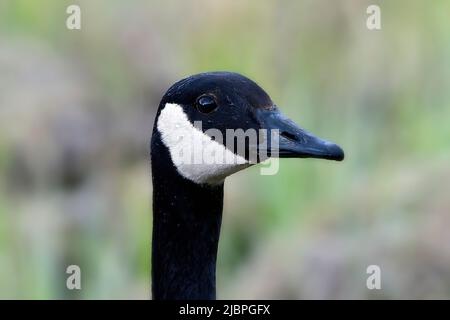 Un'immagine ritratto di un'oca canadese (Branta canadensis); Foto Stock