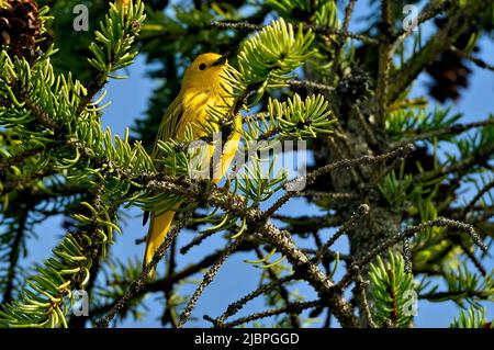 Un Warbler giallo brillante 'Dendroica petechia' arroccato in un albero di abete verde sul percorso primaverile migrazione. Foto Stock