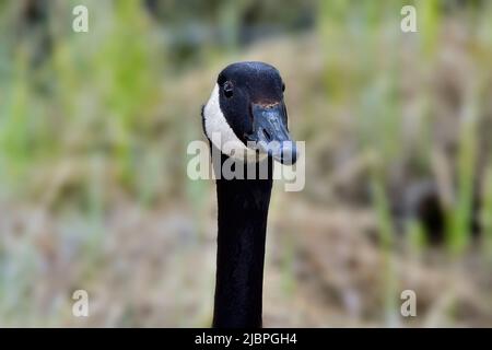 Un'immagine ritratto di un'oca canadese (Branta canadensis); Foto Stock