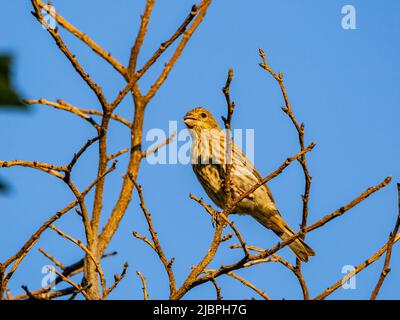 Primo piano di una femmina del finch House in Oklahoma Foto Stock