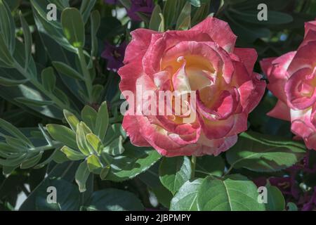 primo piano di rosa doppia delizia in fiore sul rosebush in giornata di sole Foto Stock