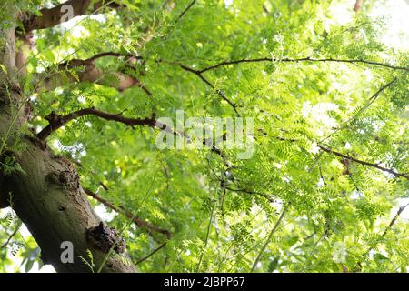 Acacia erioloba - albero di spine di cammello. Foto Stock