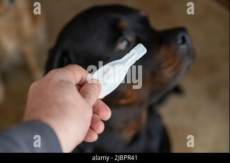 L'uomo tiene il segno della pulce in mano contro Rottweiler. Confezione bianca sigillata con un farmaco veterinario per animali domestici. Un grande cane nero siede sul fl Foto Stock