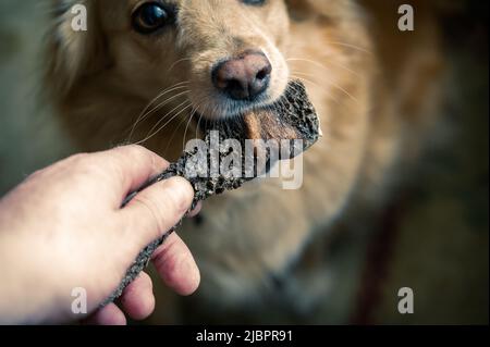 Un uomo dona un regalo a un cane. La mano dell'uomo adulto tiene un pezzo di trippa secca davanti al naso dell'animale domestico. Una femmina di razza mista. Trucco selettivo. Foto Stock
