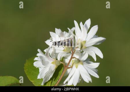 Symmorphus, aubfamily Potter vespe, mason vespe (Eumeninae). Famiglia sociale Wasps (Vespidae). Sul retro dei fiori bianchi dell'arbusto Deutzia, Foto Stock