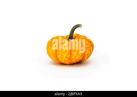 Piccola zucca decorativa isolata, varietà di moscato su sfondo bianco Foto Stock