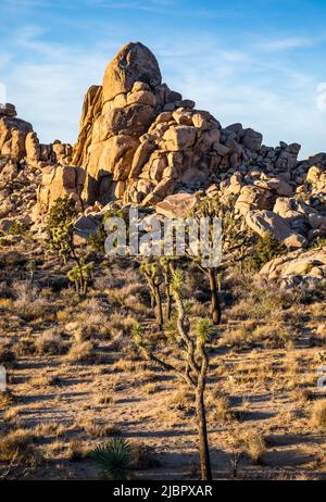 Formazioni rocciose nel Parco Nazionale di Joshua Tree vicino al tramonto. Foto Stock