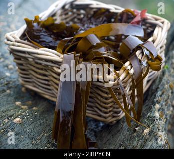 cestino di alghe (araghe e kelp di zucchero) Foto Stock