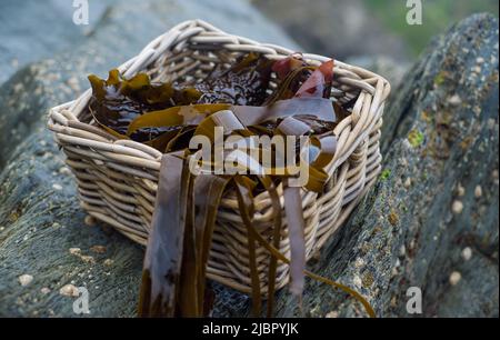 cestino di alghe (araghe e kelp di zucchero) Foto Stock