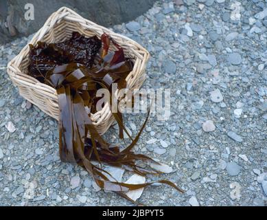 cestino di alghe (araghe e kelp di zucchero) Foto Stock