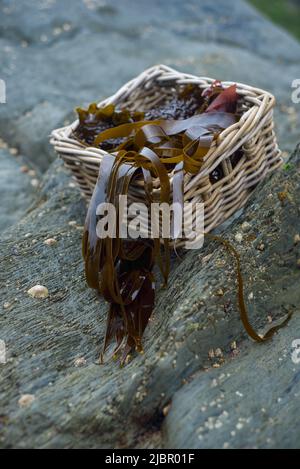 cestino di alghe (araghe e kelp di zucchero) Foto Stock