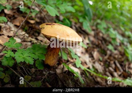 Funghi in una foresta di beechen. Foto Stock