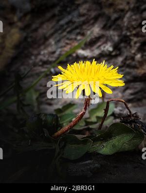 dandelion cresce attraverso le pietre. una foto Foto Stock