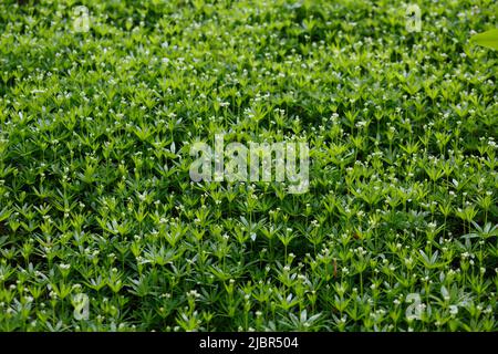 Odoratum di Galium, il dolce legnoso, il dolce profumo di paglia. Erba fiorita verde. Tappeto erboso. Piante forestali Foto Stock