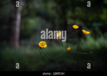 Ranunculus ripens, Buttercup, Buttercup strisciante Foto Stock