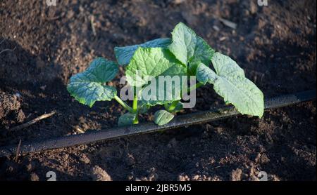 Germogli di cetriolo nel terreno con nastro antigoccia per innaffiatura automatica Foto Stock
