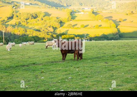 Red Devon Cows, High Bickington, Devon, Inghilterra, Regno Unito. Foto Stock