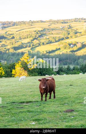 Red Devon Cows, High Bickington, Devon, Inghilterra, Regno Unito. Foto Stock